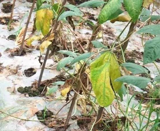 冬瓜种植高产技术_冬瓜高产种植技术视频_青冬瓜种植技术