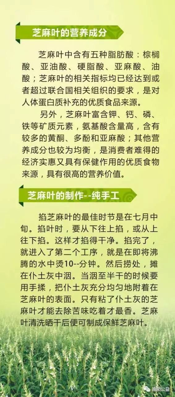 芝麻种植技术视频._怎样种植芝麻视频_芝麻种植技术与管理视频