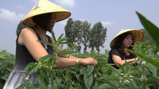 芝麻种植技术与管理视频_芝麻种植技术视频._怎样种植芝麻视频