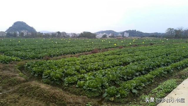 冰草种植技术视频_冰草种植方法_冰草种植视频教程