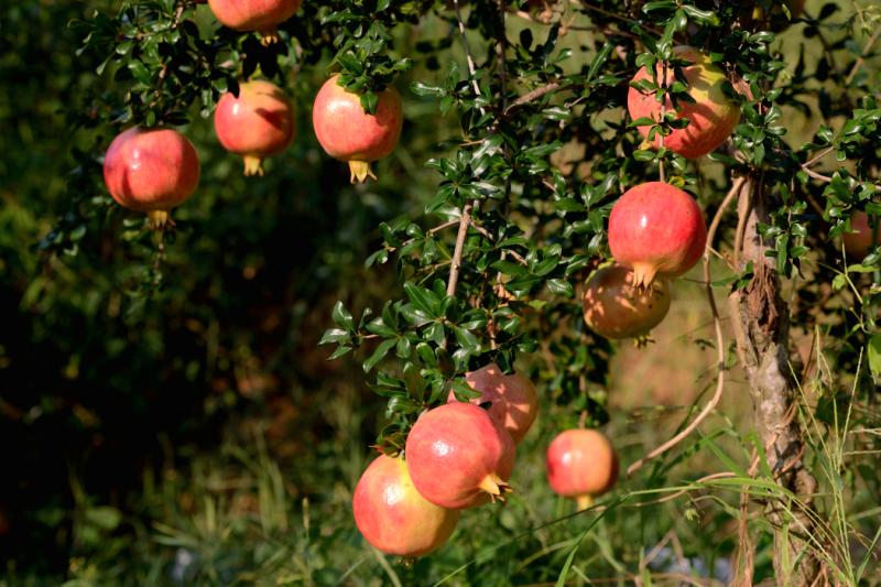 软籽石榴籽种植技术视频_石榴籽种植方法视频_石榴籽怎样种植石榴