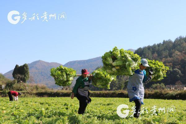 致富草坪种植项目有哪些_草坪种植致富项目_致富草坪种植项目怎么样