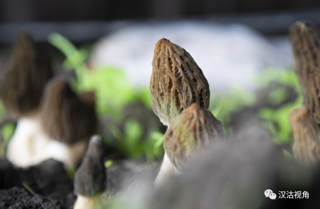 种植致富伞视频_种植致富伞视频_种植致富伞视频