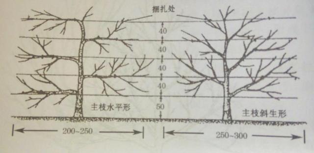 盆栽柑橘种植技术与管理_盆栽柑橘的种植技术_盆栽柑橘种植技术视频教程