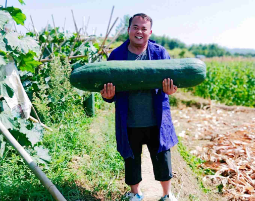 冬瓜种植高产技术_冬瓜高产种植技术视频_青冬瓜种植技术