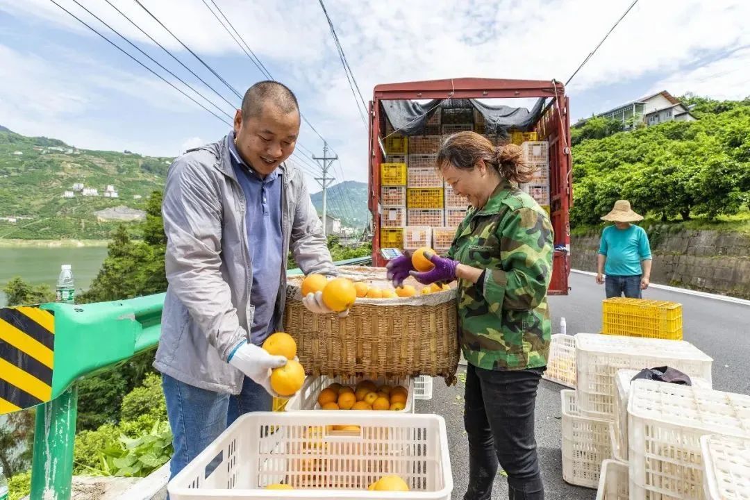 盆栽柑橘种植技术与管理_盆栽柑橘种植技术视频教程_盆栽柑橘的种植技术