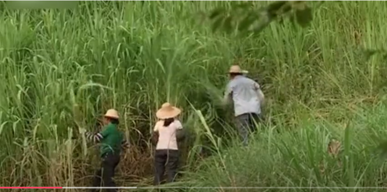 致富孵化养殖草鱼好吗_草鱼孵化池塘建设图_致富经草鱼孵化养殖