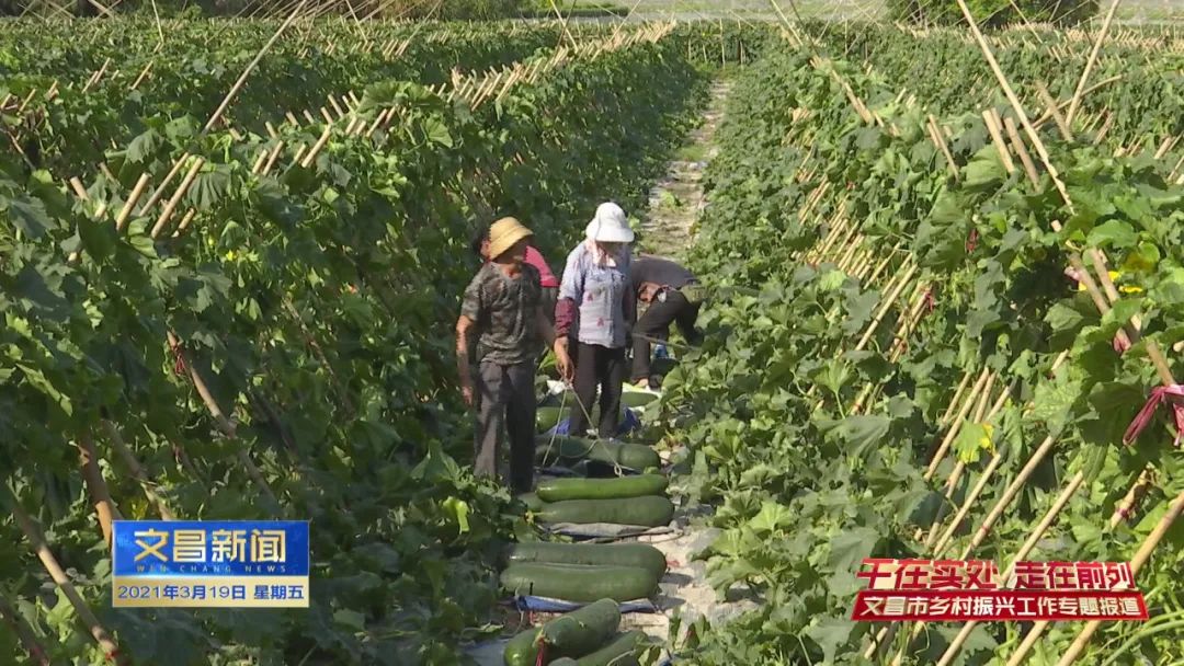 冬瓜种法_青冬瓜种植技术_青冬瓜亩产量