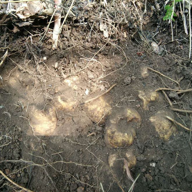 怎样种植冰草视频_冰草种植方法_冰草种植技术视频