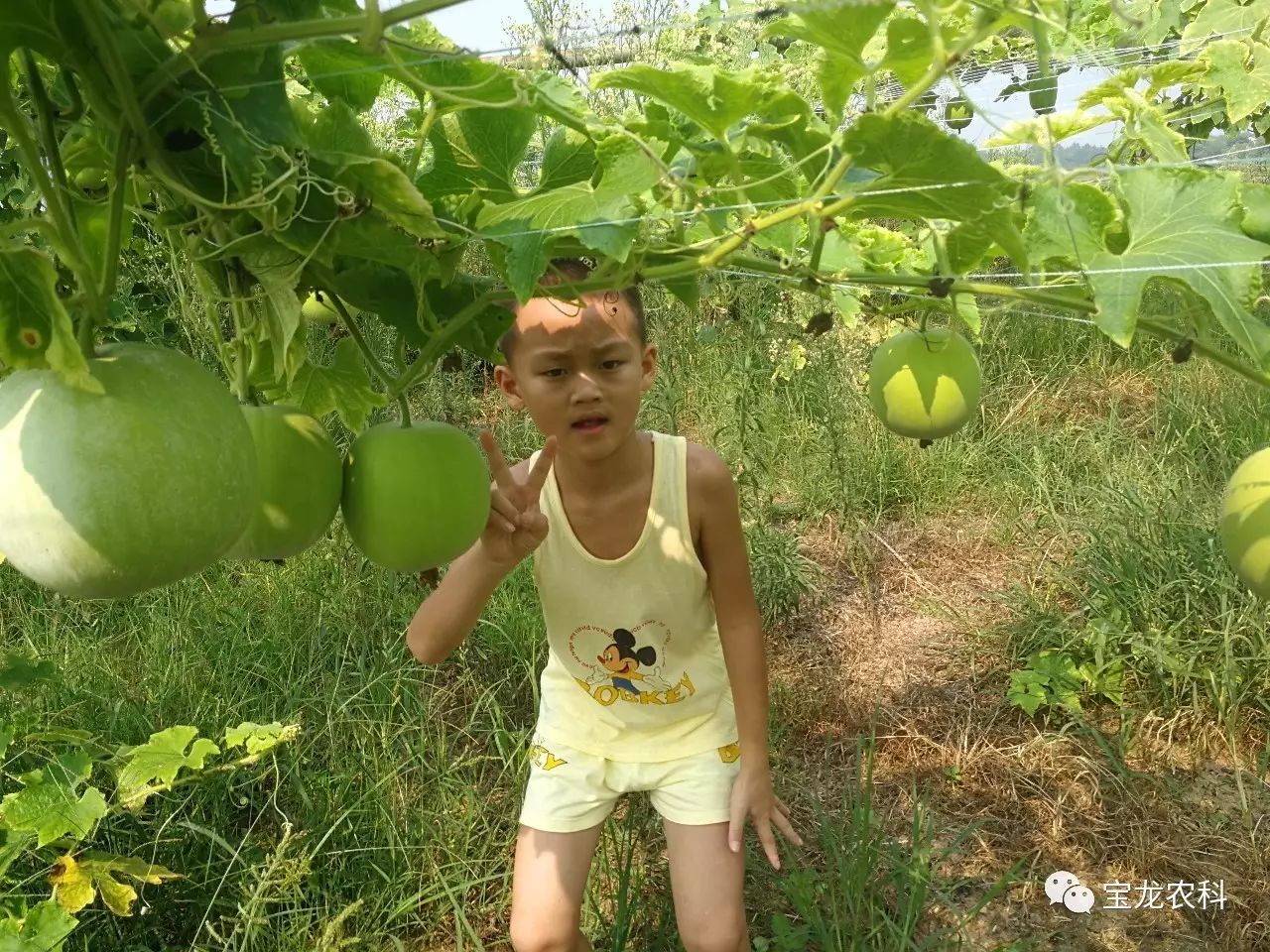 青冬瓜种植技术_青冬瓜亩产量_冬瓜种植高产技术