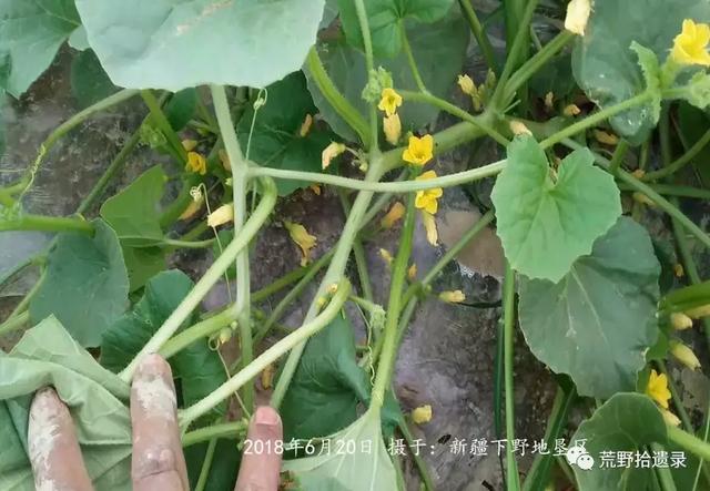 露天甜瓜种植技术视频_露天种甜瓜怎么搭架视频_露天爬地甜瓜种植