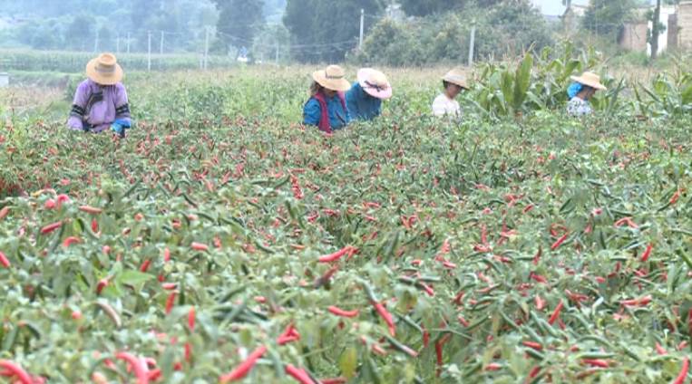 南宁辣椒苗_广西辣椒种植基地_南宁种植辣椒致富