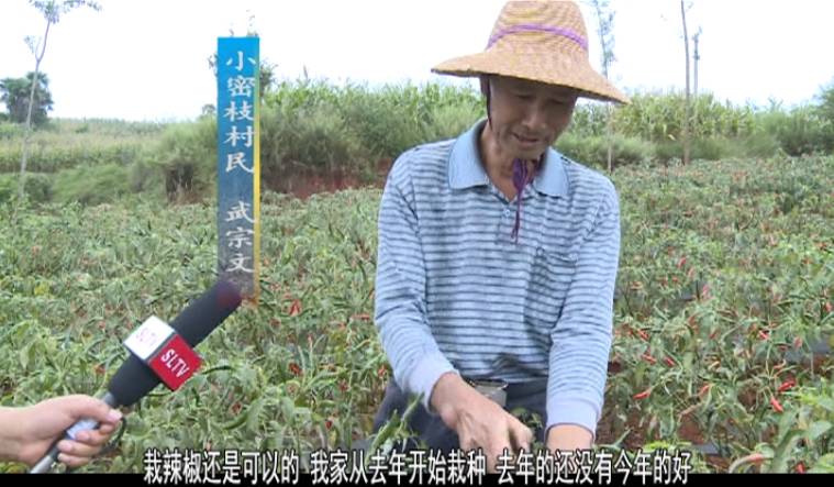 南宁种植辣椒致富_广西辣椒种植基地_南宁辣椒苗