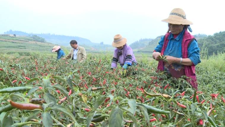 广西辣椒种植基地_南宁种植辣椒致富_南宁辣椒苗