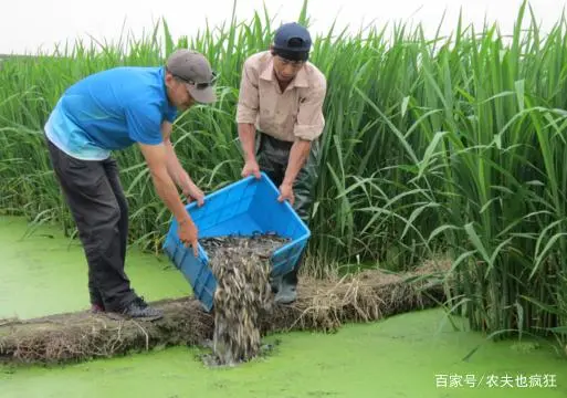 台湾泥鳅养殖成本和利润_养台湾泥鳅致富经视频播放_致富经泥鳅养殖视频全集