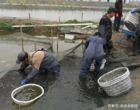 台湾泥鳅养殖成本和利润_致富经泥鳅养殖视频全集_养台湾泥鳅致富经视频播放