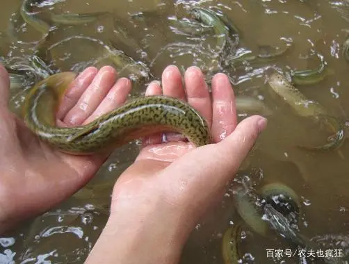 致富经泥鳅养殖视频全集_台湾泥鳅养殖成本和利润_养台湾泥鳅致富经视频播放