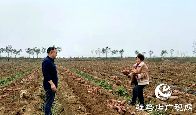 泌阳县泰山庙镇：烟薯套种大丰收 走好增收致富路