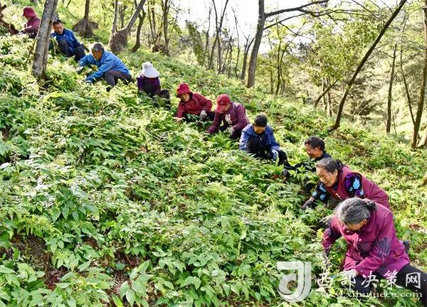 中药材种植打开致富金钥匙_致富经药材种植业完整版_中药材种植致富经