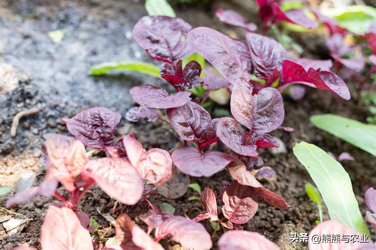 种植红苋菜的过程步骤_红苋菜种植技术_种植红苋菜技术与管理