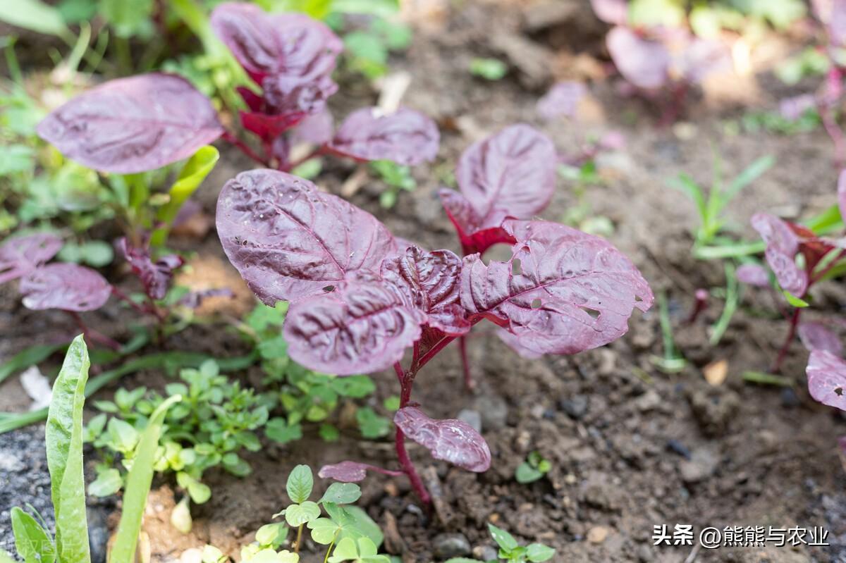 红苋菜种植技术_种植红苋菜的过程步骤_种植红苋菜技术与管理