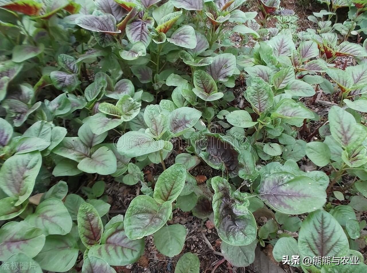 种植红苋菜技术与管理_红苋菜种植技术_种植红苋菜的过程步骤