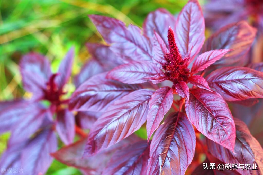 种植红苋菜的过程步骤_种植红苋菜技术与管理_红苋菜种植技术