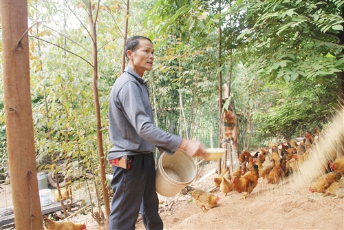 养殖致富鸡 生活有奔头