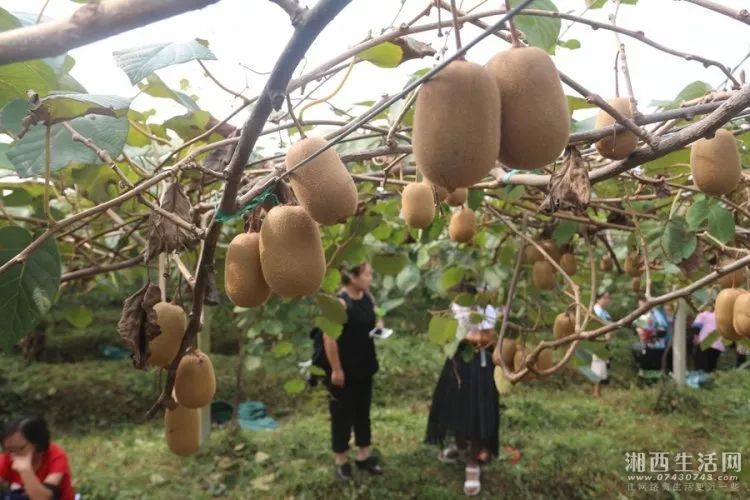 花垣种植致富果_农村种植果树致富好项目_种植果树致富