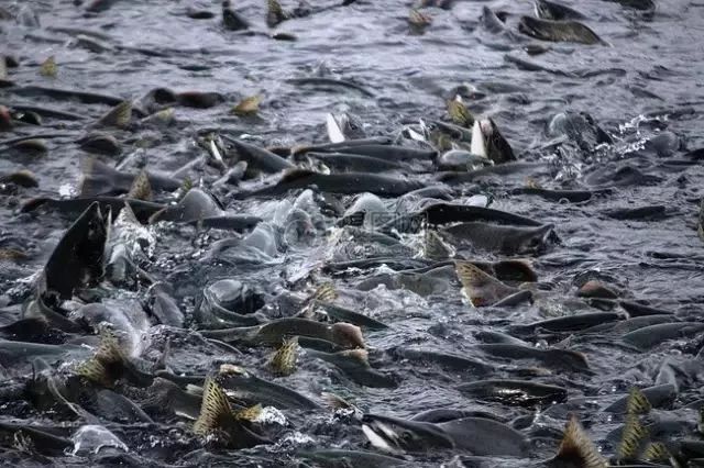 淡水饲养鱼_室内淡水鱼养殖技术_淡水养鱼技术要点