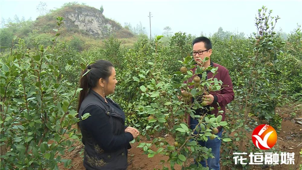 花垣种植致富果_果树种植致富经_果农致富