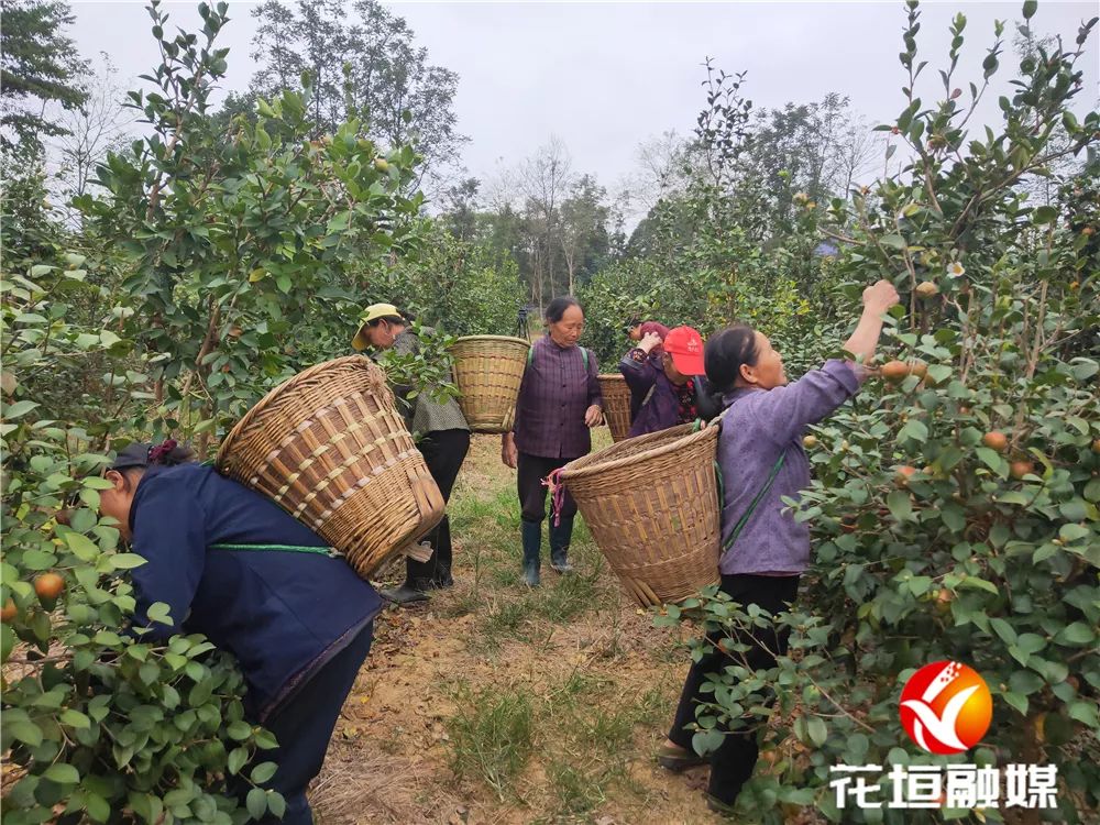 果树种植致富经_果农致富_花垣种植致富果