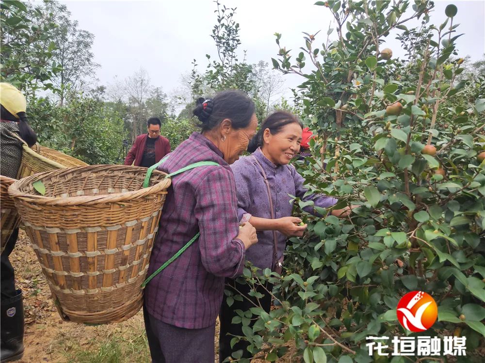 花垣种植致富果_果农致富_果树种植致富经