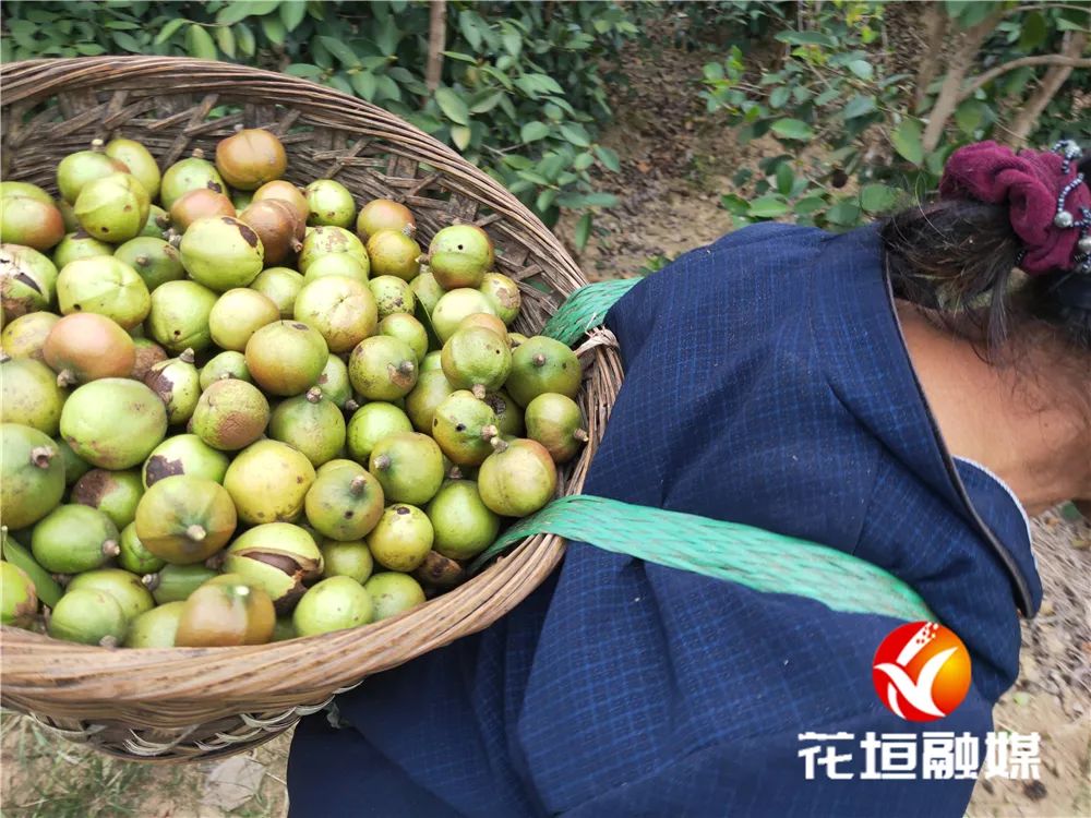 果树种植致富经_果农致富_花垣种植致富果