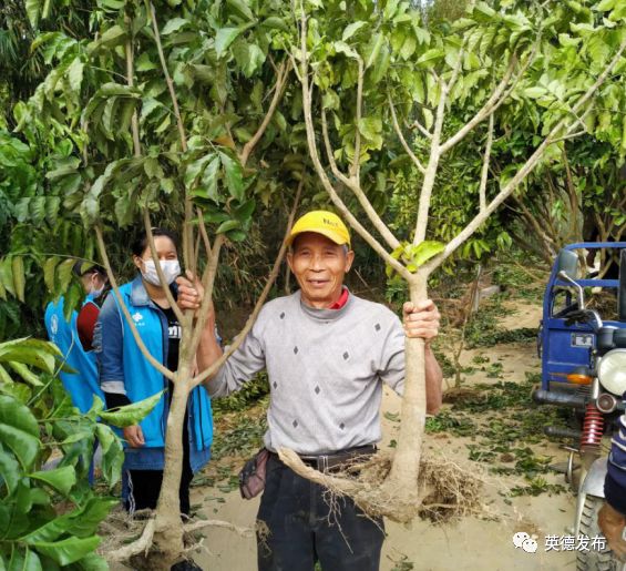 树苗种植黄皮技术要点_黄皮树苗怎么种才活_黄皮树苗和种植技术