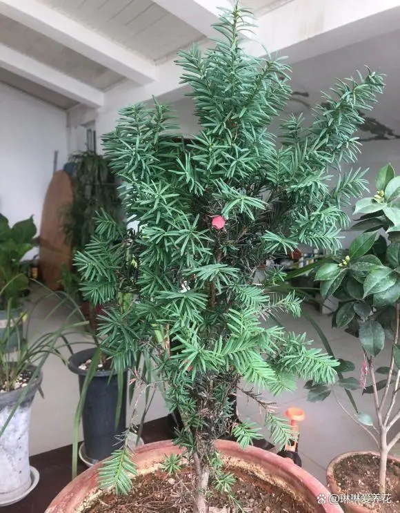 致富种植红豆杉可以种植吗_红豆杉适宜种家吗_种植红豆杉可以致富吗