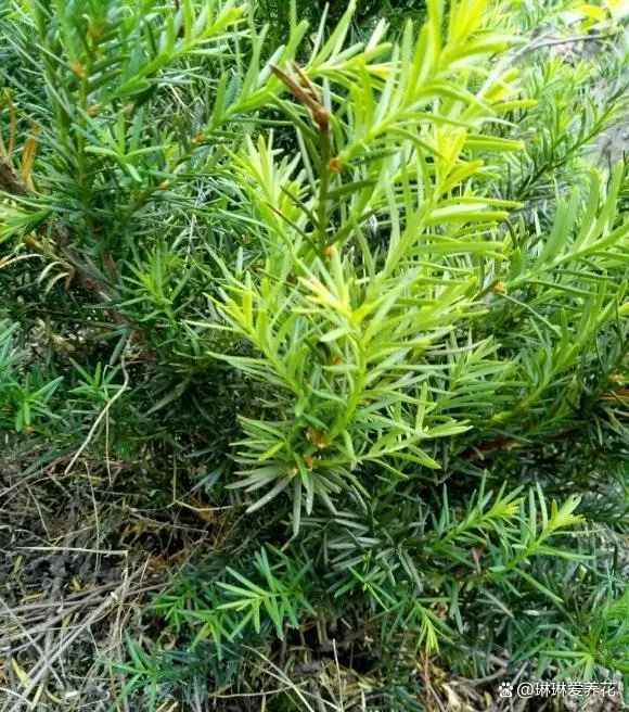 种植红豆杉可以致富吗_红豆杉适宜种家吗_致富种植红豆杉可以种植吗