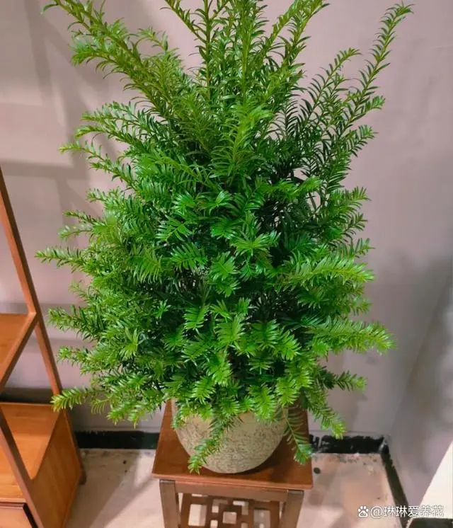 致富种植红豆杉可以种植吗_红豆杉适宜种家吗_种植红豆杉可以致富吗