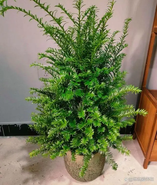 致富种植红豆杉可以种植吗_种植红豆杉可以致富吗_红豆杉适宜种家吗