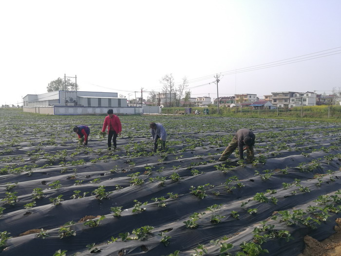 阜阳致富果种植_安徽阜阳能种什么水果_阜阳种什么果树好