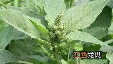 苋菜栽培技术要点 苋菜种植技术要点