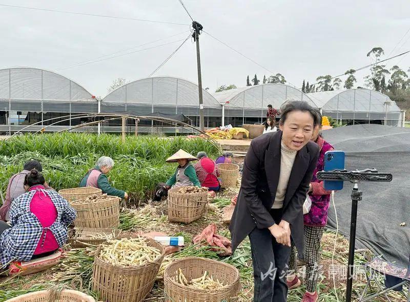 种姜致富骗局_生姜种植致富经_农村种植姜致富