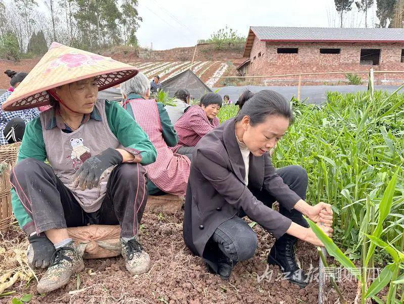 种姜致富骗局_生姜种植致富经_农村种植姜致富