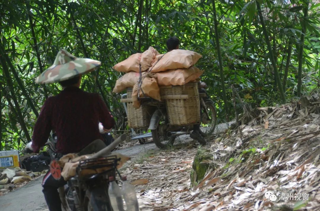 水竹笋种植_致富经竹笋致富视频_水竹笋致富经