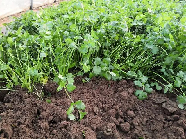 香菜种植技术视频农广天地_夏季种植香菜技术视频_香菜夏天种植视频教程