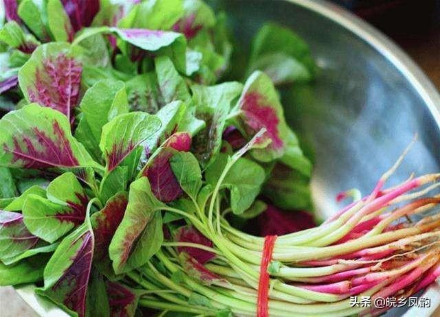 《苋菜种植技巧与个人经验总结，干货篇》