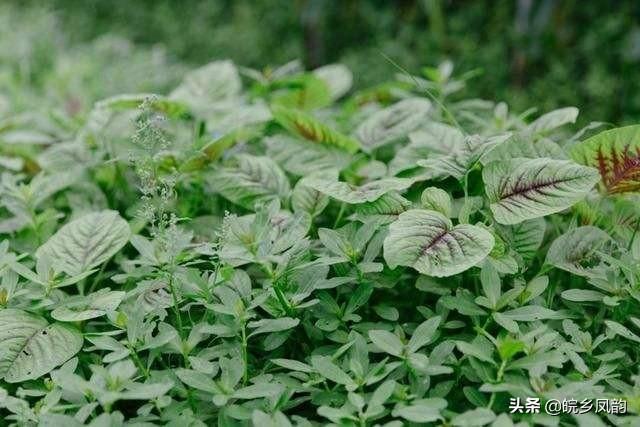 红苋菜种植技术_种植红苋菜技术与管理_种植红苋菜技术视频