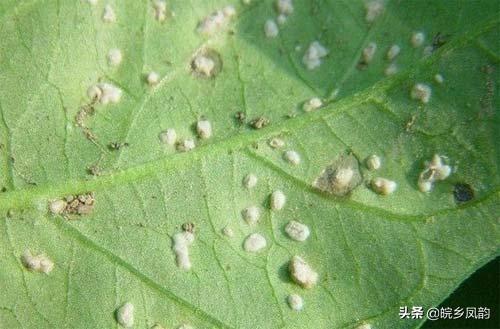 种植红苋菜技术与管理_红苋菜种植技术_种植红苋菜技术视频