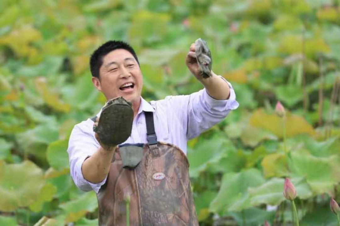 沙鳖养殖的场地_养殖沙鳖致富_致富养殖沙鳖视频