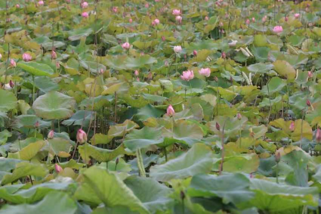 致富养殖沙鳖视频_养殖沙鳖致富_沙鳖养殖的场地